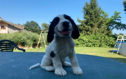 Cocker cani in vendita: Cuccioli di Cocker Spaniel Inglese a Provincia di Frosinone - Immagine 1