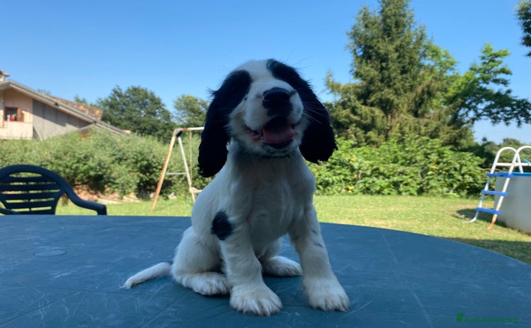 Cocker cani a Provincia di Frosinone - Annuncio 6
