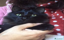 Europeo gatti in regalo: Gattini  - Annuncio 1