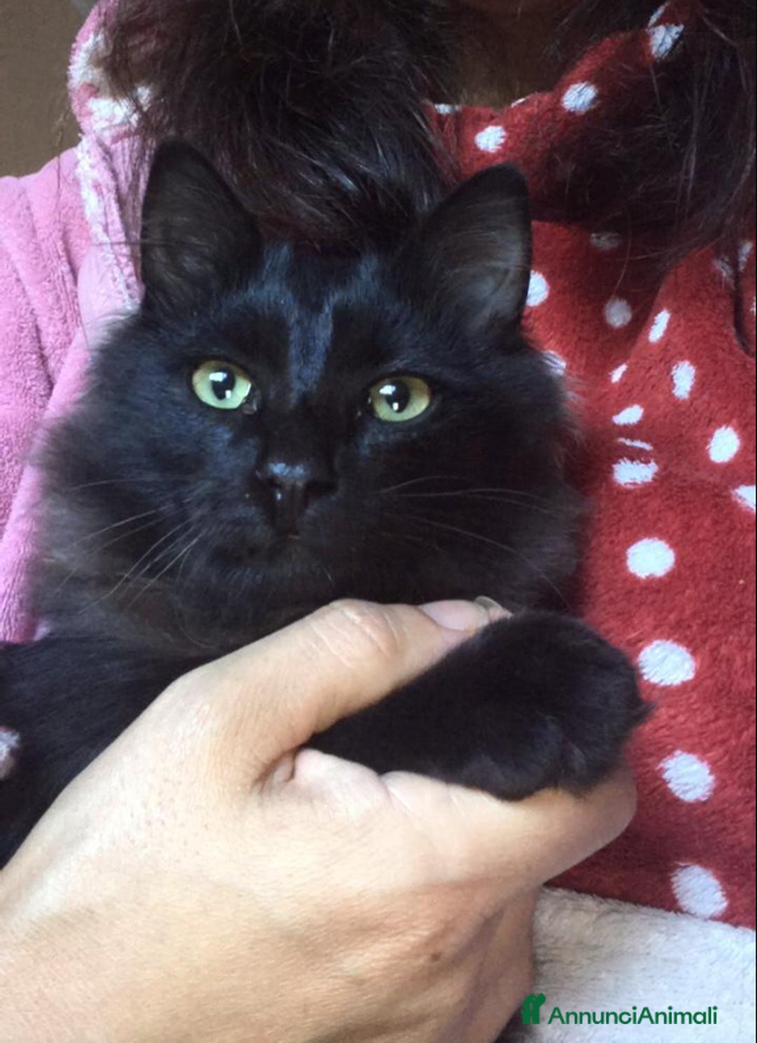 Europeo gatti in regalo: Gattini  - Annuncio 1