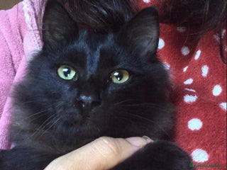 Europeo gatti Gattini - Annuncio 9