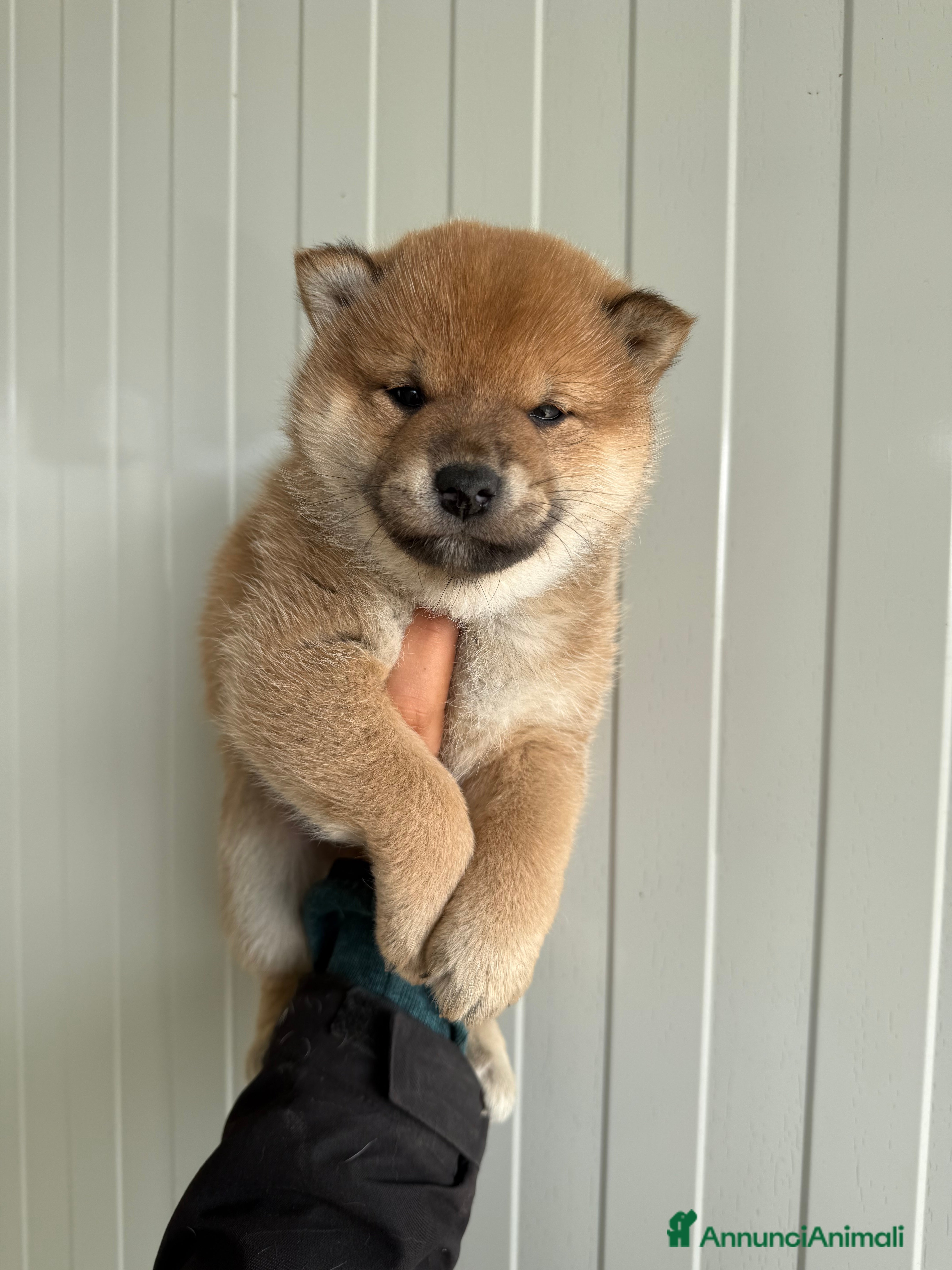 Shiba Inu cani Cuccioli di Shiba Inu con pedigree Enci  - Annuncio 1