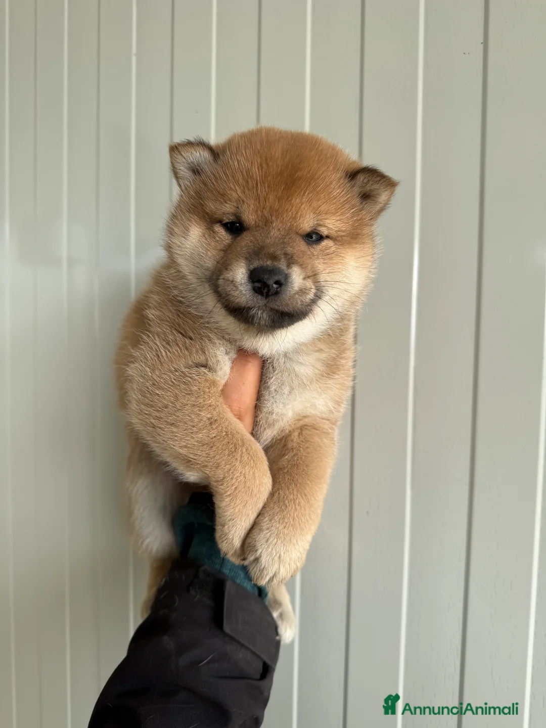 Shiba Inu cani in vendita: Cuccioli di Shiba Inu con pedigree Enci  - Annuncio 1