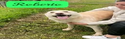 Meticcio cani in regalo: ROBERTO socievole - allegro! a Provincia di Macerata - Annuncio 1