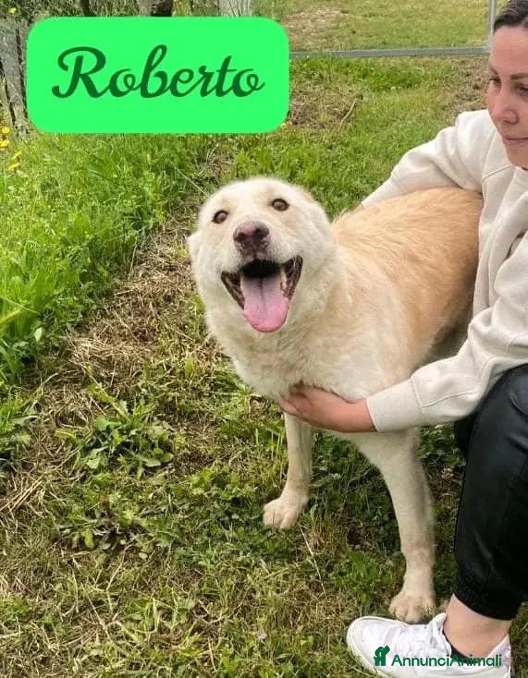 Meticcio cani in regalo: ROBERTO socievole - allegro! a Provincia di Macerata - Annuncio 1