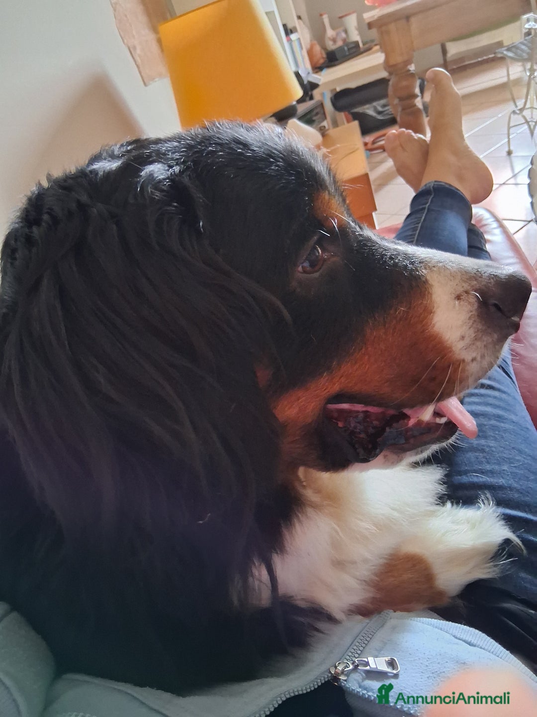 Bovaro del Bernese cani per accoppiamento: Cerco maschio per accoppiamento  - Annuncio 2