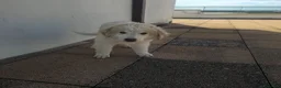 Meticcio cani in regalo: LILLO  - Annuncio 3