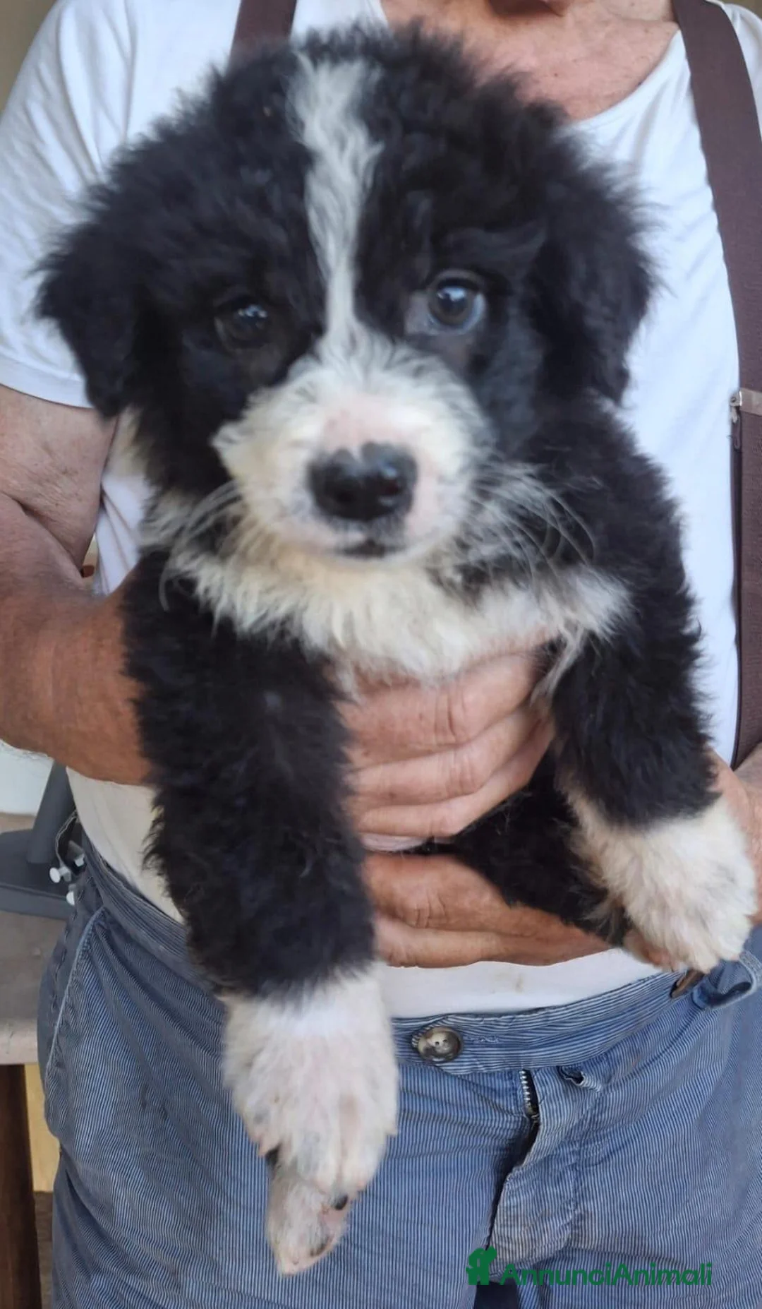 Meticcio cani in regalo: DRUSILLA 🩷 una ventata di allegria a Provincia di Brescia - Annuncio 4