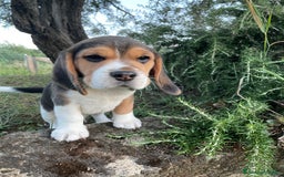 Beagle cani in vendita: Cuccioli di beagle a Provincia di Rimini - Immagine 3
