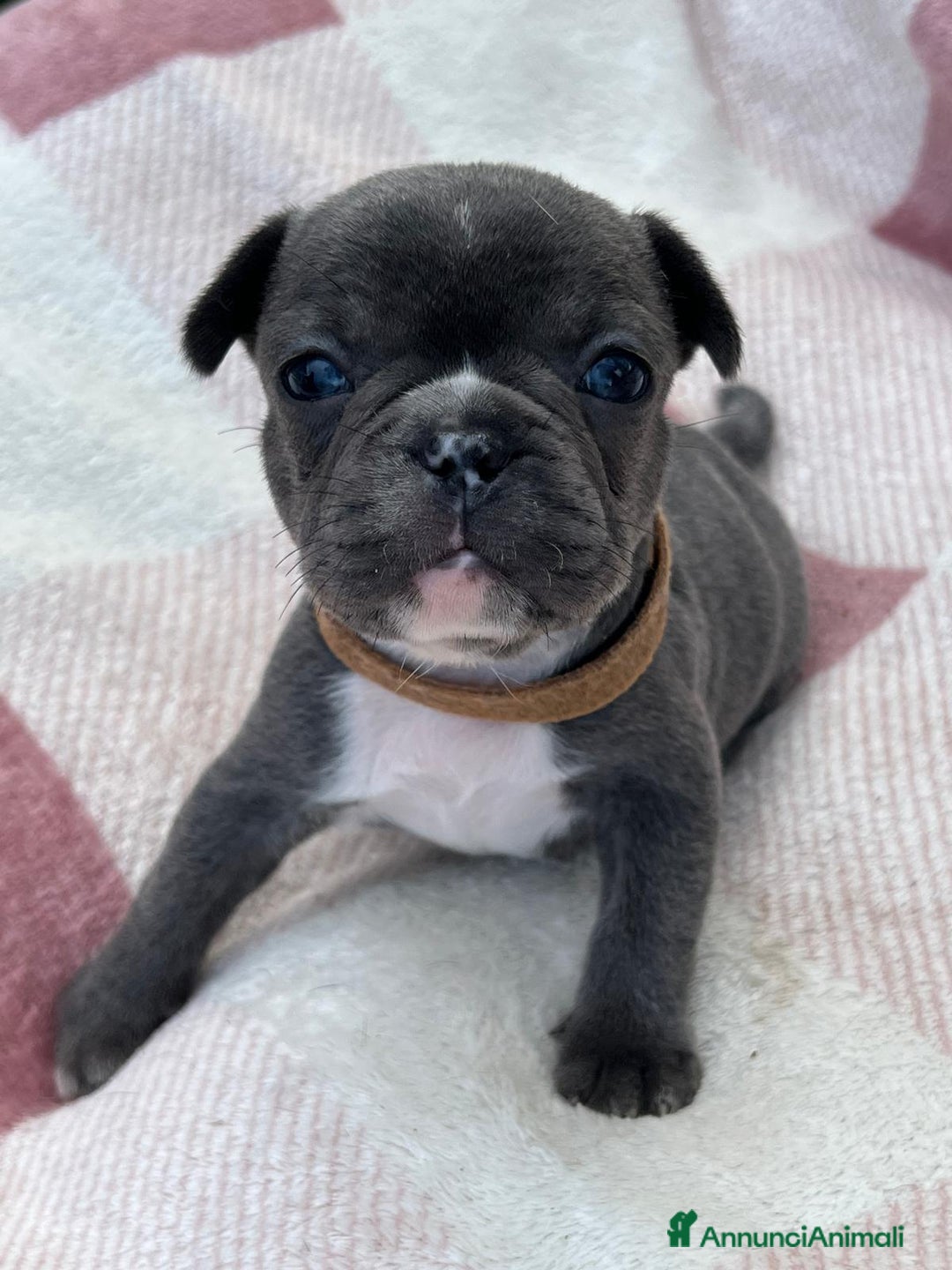 Bulldog Francese cani in vendita: Cuccioli bulldog francese esotici blu - Annuncio 27
