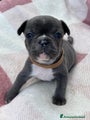 Bulldog Francese Cucciolo 8