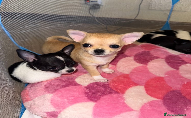 Chihuahua cani a Provincia di Massa e Carrara - Annuncio 7