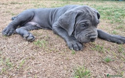 Cane Corso cani in vendita: Bellissimo cucciolo grigio di cane corso  a Provincia di Verona - Immagine 2