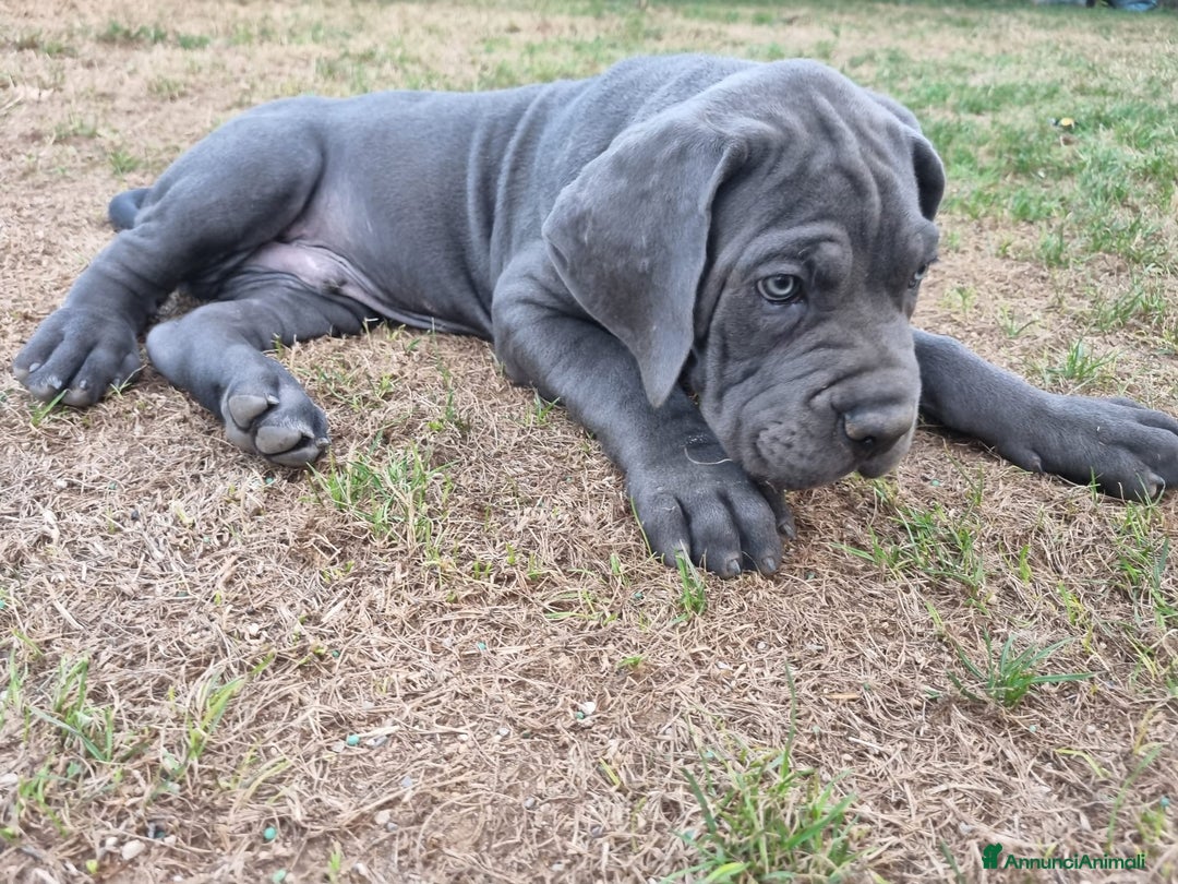 Cane Corso cani in vendita: Bellissimo cucciolo grigio di cane corso  a Provincia di Verona - Immagine 2