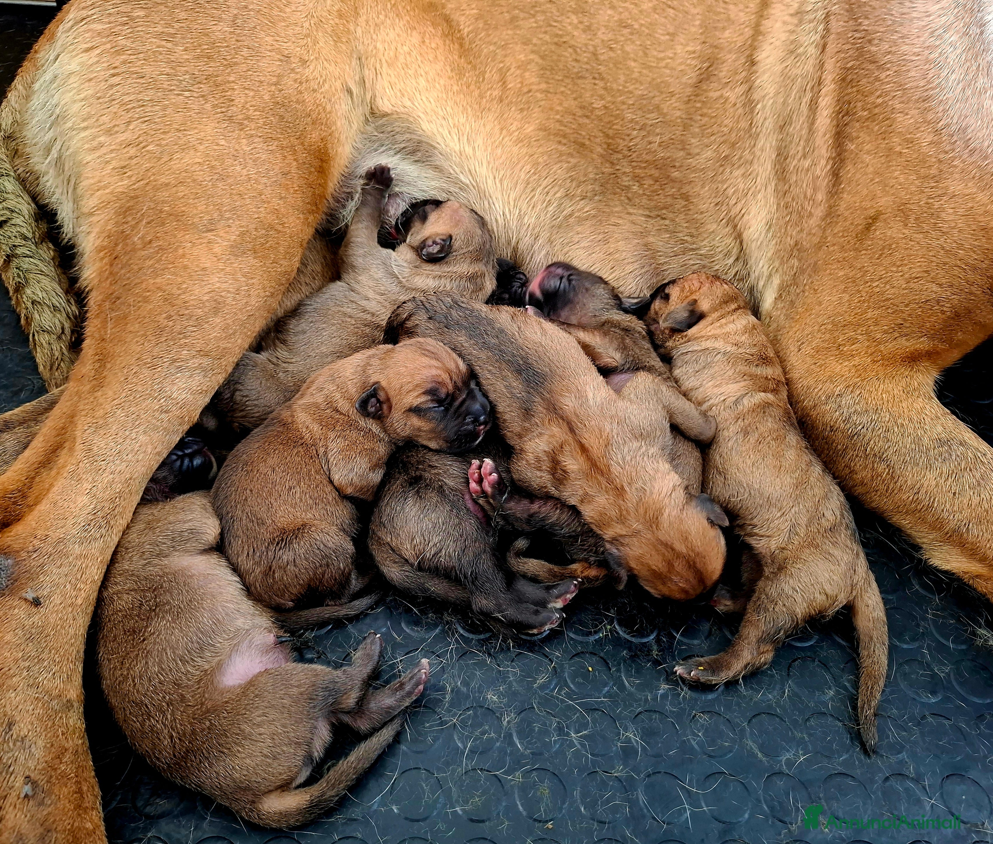 Cane Corso cani Cane corso - Annuncio 2