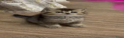 British gatti in vendita: Splendidi cuccioli di british shorthair  - Annuncio 6