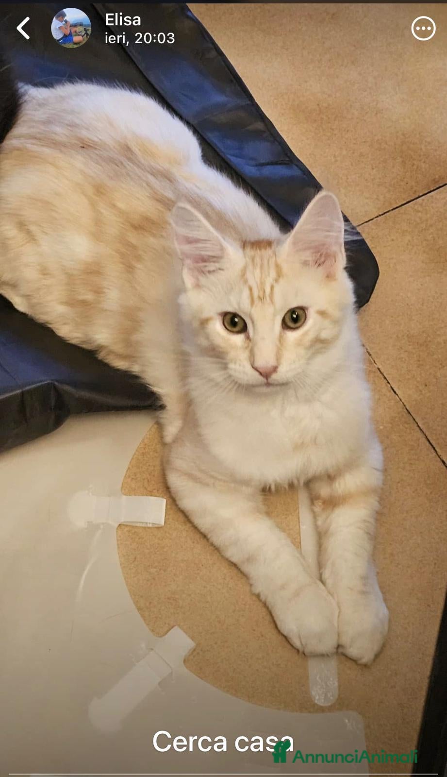 Maine Coon gatti Cuccioli di maine coon, uno red e uno black. - Annuncio 2