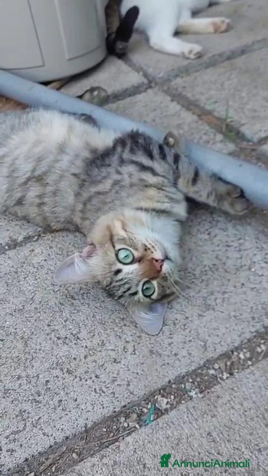 Europeo gatti in regalo: Tiger, un micio speciale cerca casa - Annuncio 3