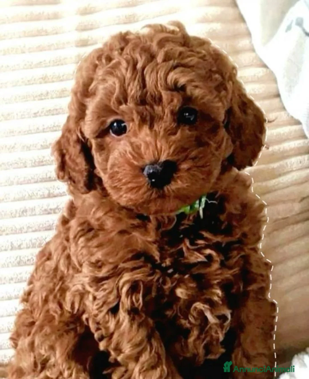 Barboncino cani in regalo: Cuccioli di barboncino a Città Metropolitana di Bologna - Annuncio 1