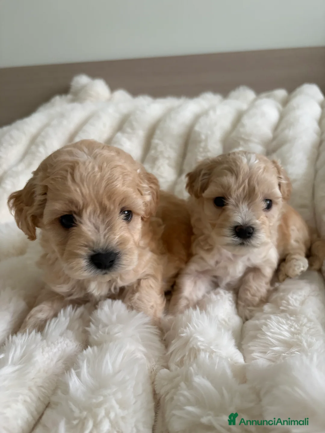 Maltipoo cani in vendita: Cuccioli Maltipoo maschi - Annuncio 1