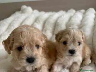 Maltipoo cani Cuccioli Maltipoo maschi - Annuncio 1
