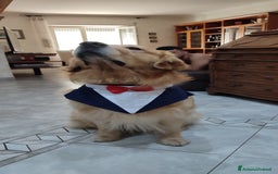 Golden Retriever cani per accoppiamento: Golden retriever maschio per accoppiamento  a Città metropolitana di Roma Capitale - Immagine 9