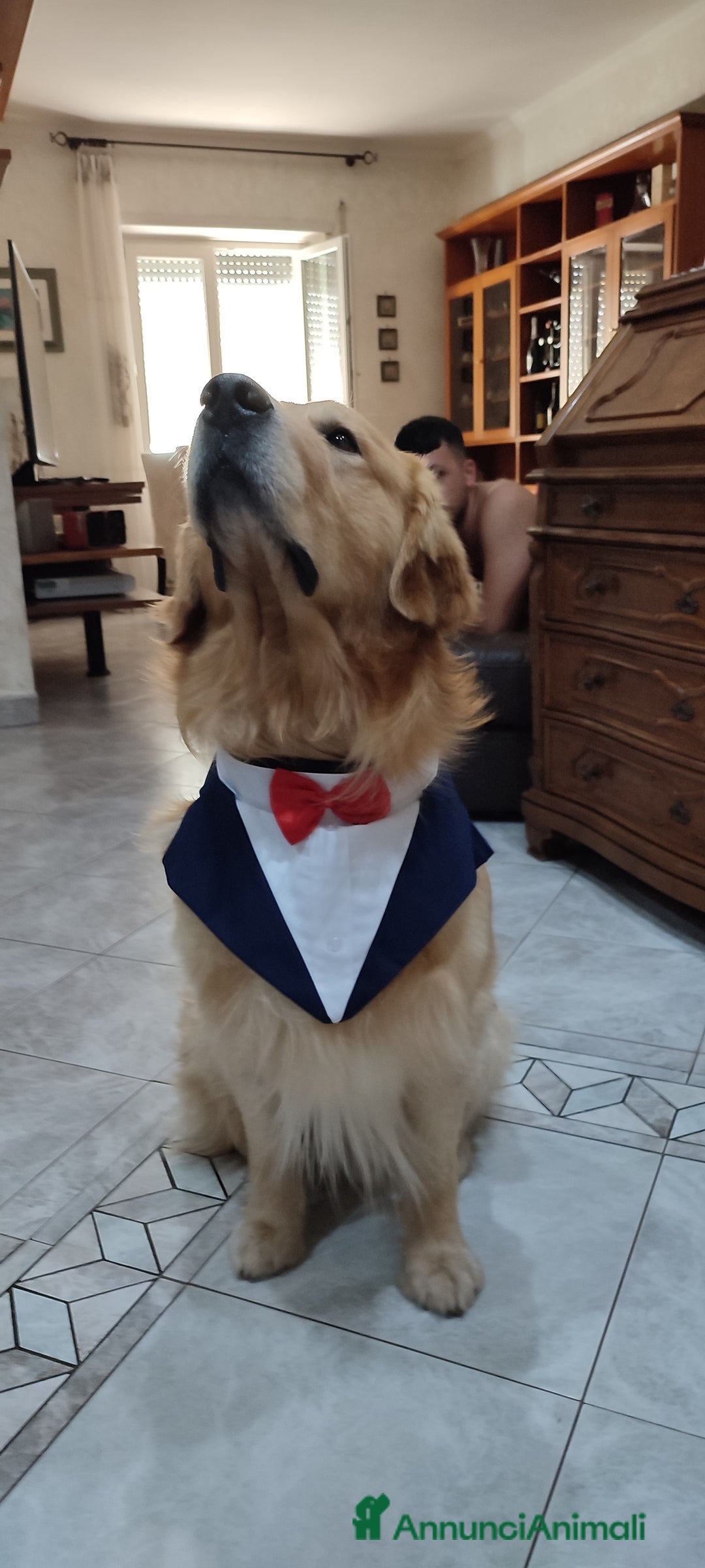 Golden Retriever cani per accoppiamento: Golden retriever maschio per accoppiamento  a Città metropolitana di Roma Capitale - Immagine 9