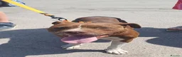 Pitbull cani in regalo: DALILA gentile e socievole - Annuncio 4