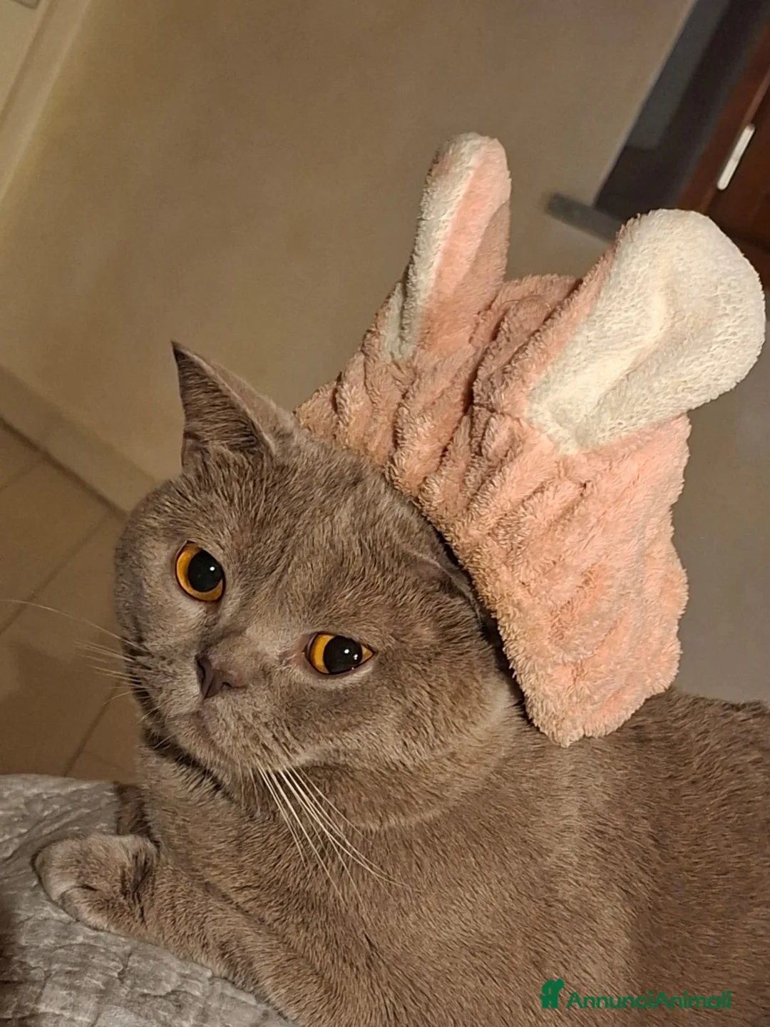 British gatti per accoppiamento: British Shorthair per accoppiamento  - Annuncio 3