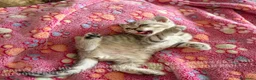Scottish gatti in vendita: Cuccioli Scottish Fold e Straight con Pedigree - Annuncio 3