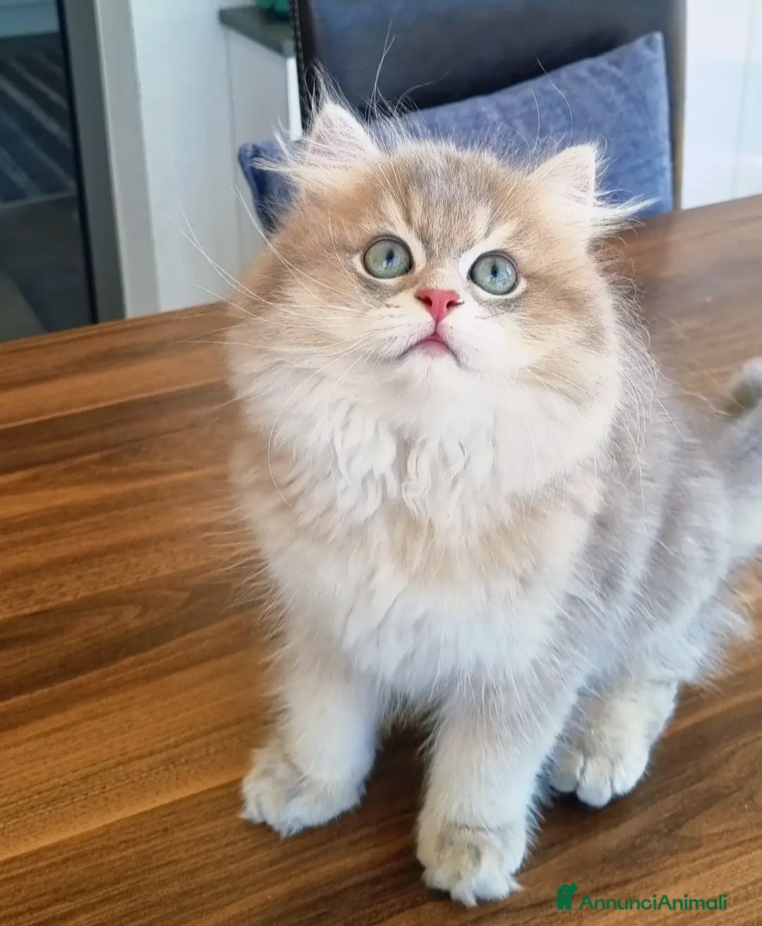 British gatti British longhair  - Annuncio 22