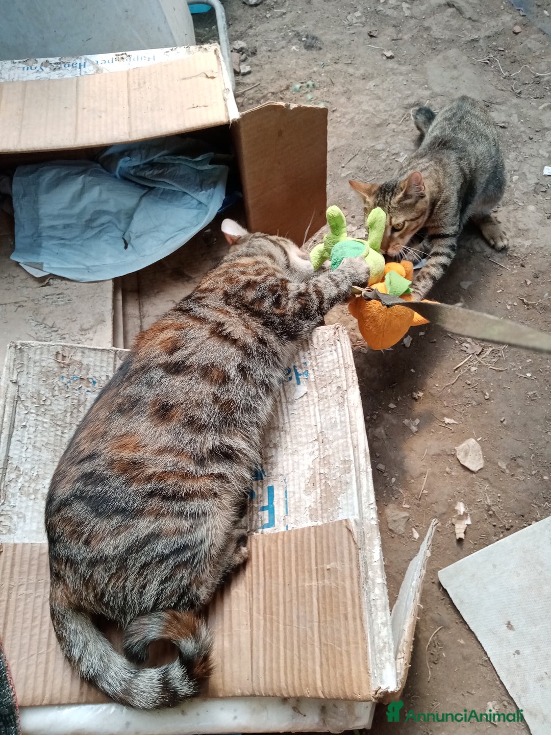 Altre razze gatti in regalo: Bellissimo tigratino a pelo corto - Annuncio 10