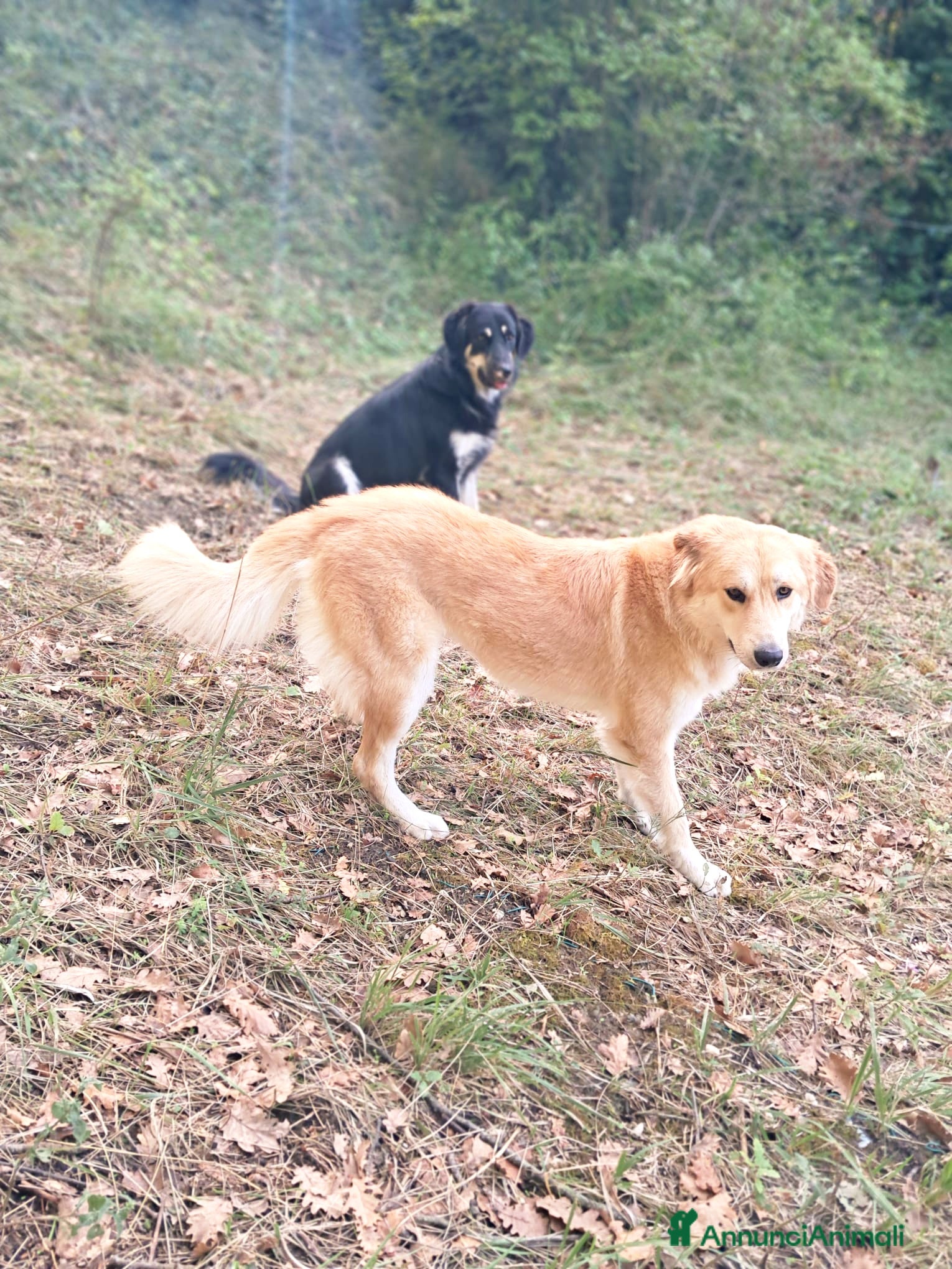 Pastore della Sila cani Bellissimi Cuccioli di Pastore cercano famiglia - Annuncio 1