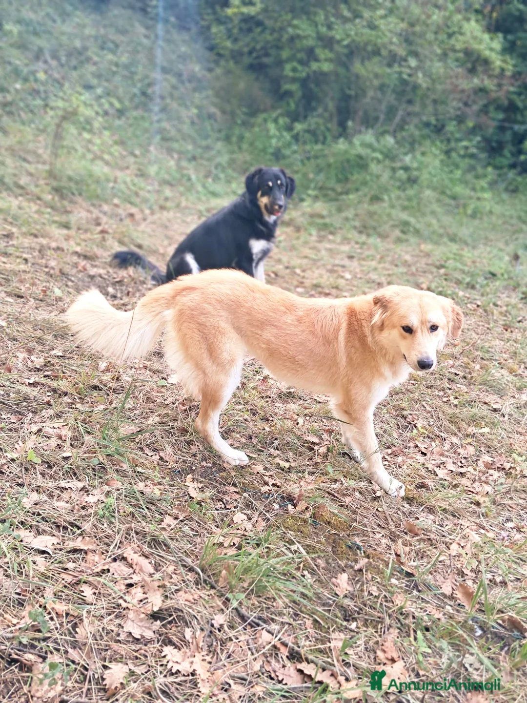 Pastore della Sila cani in vendita: Bellissimi Cuccioli di Pastore cercano famiglia a Città Metropolitana di Firenze - Annuncio 1