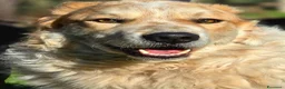 Meticcio cani in regalo: QUINCY HA BISOGNO DI UNA SVOLTA ALLA SUA VITA - Annuncio 1