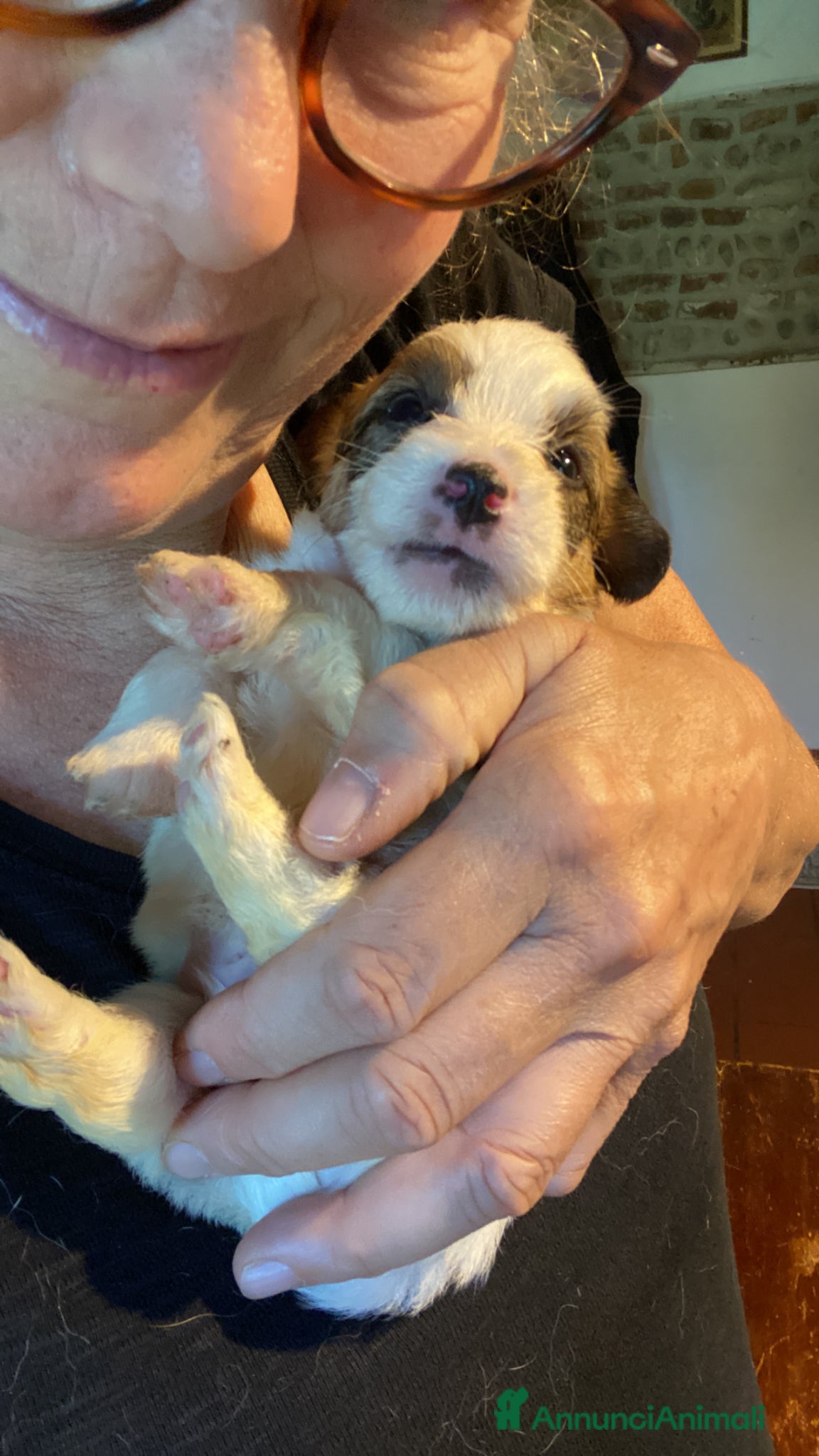 Jack Russell cani Jack Russell terrier pelo ruvido  - Annuncio 2