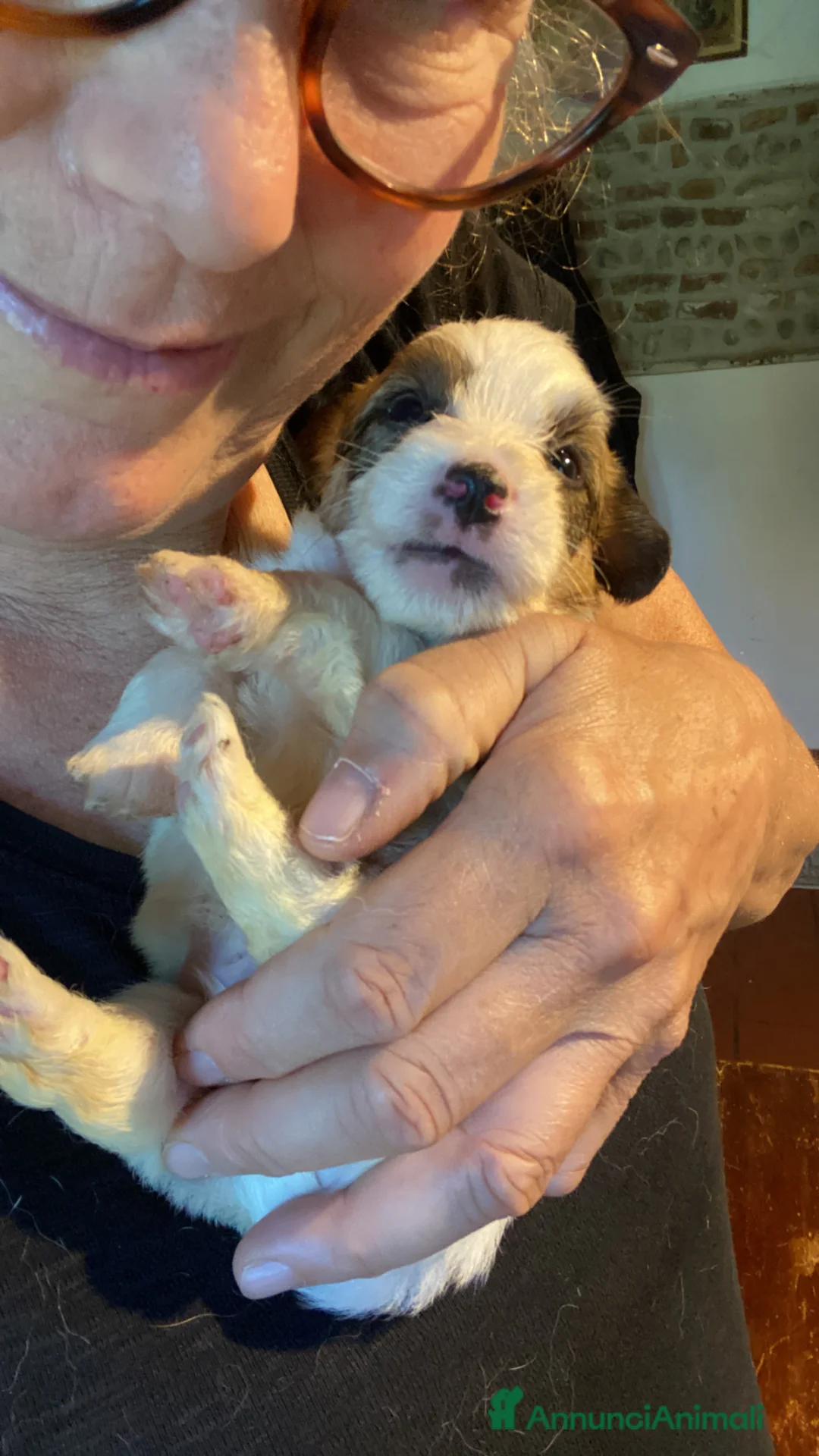 Jack Russell cani in vendita: Jack Russell terrier pelo ruvido  - Annuncio 2