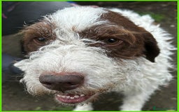 Lagotto cani in regalo: URGENTISSIMO! FORLI' GIOVANE CAGNOLINO CON UNA BRU a Città metropolitana di Milano - Immagine 8