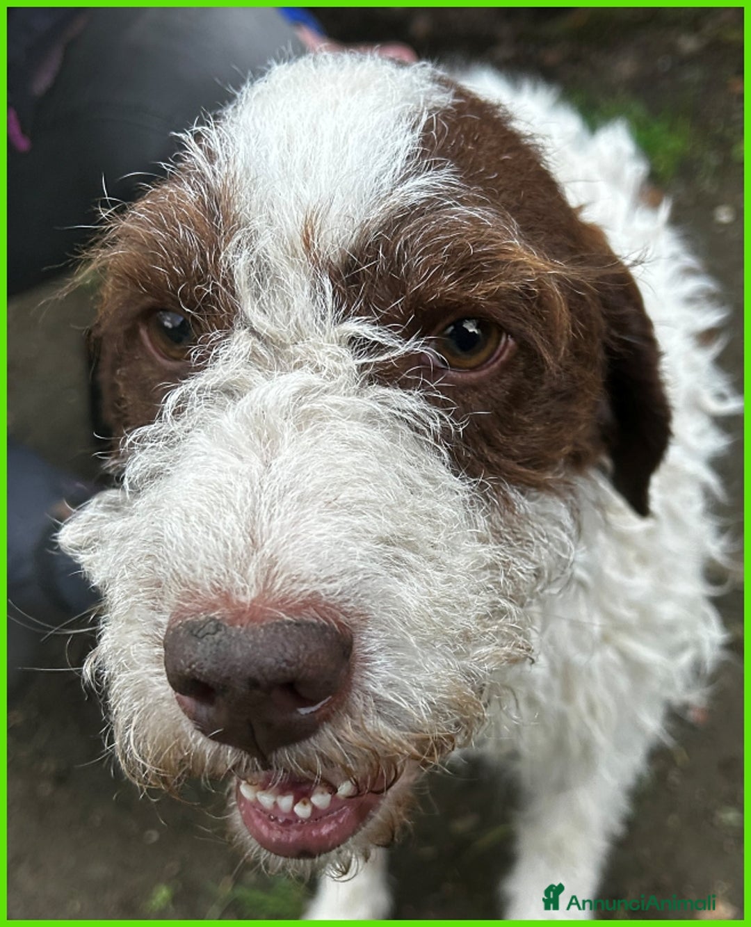 Lagotto cani in regalo: URGENTISSIMO! FORLI' GIOVANE CAGNOLINO CON UNA BRU a Città metropolitana di Milano - Immagine 8