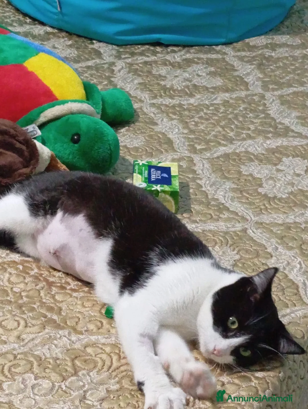 Altre razze gatti in regalo: GATTI SOCIEVOLI - Annuncio 2