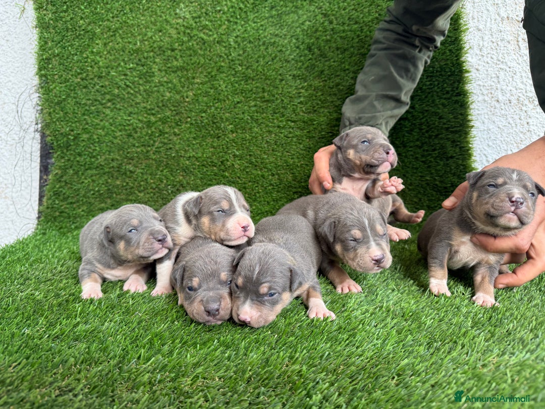 Pitbull cani in vendita: American Pitbull terrier  - Annuncio 5