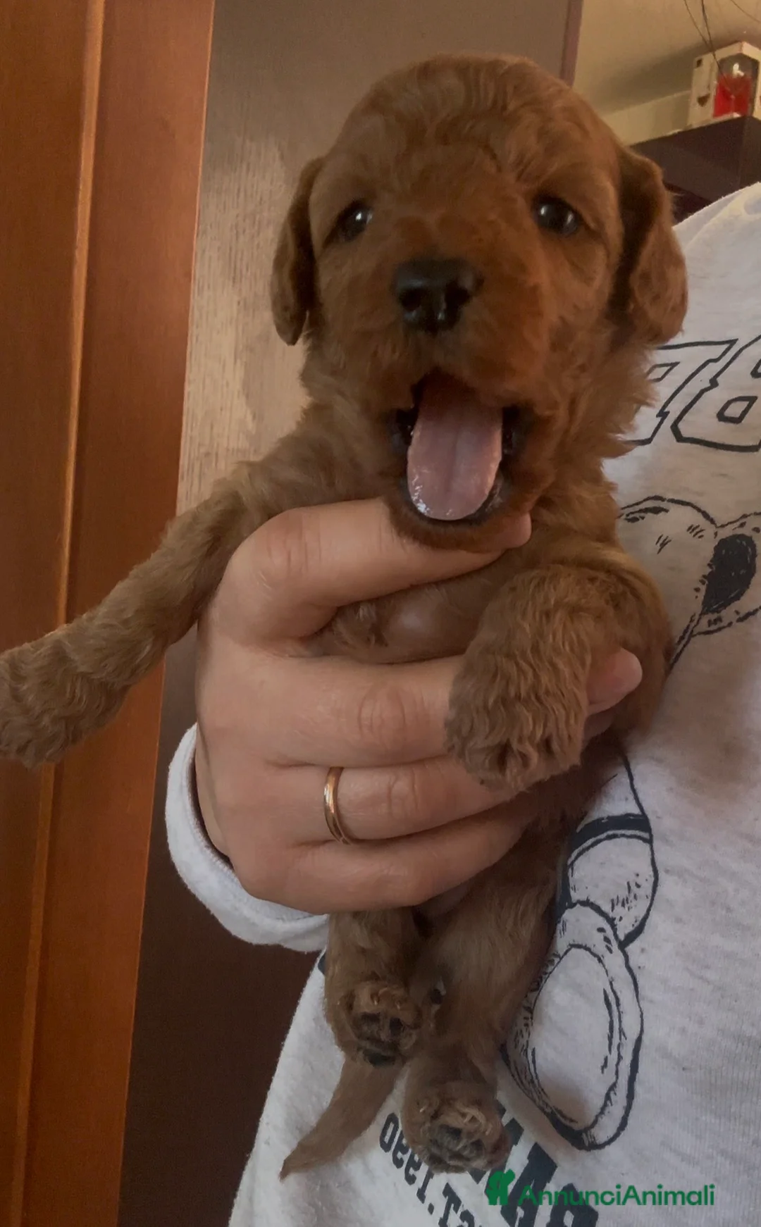 Meticcio cani in vendita: Barboncino nano❤️ - Annuncio 2
