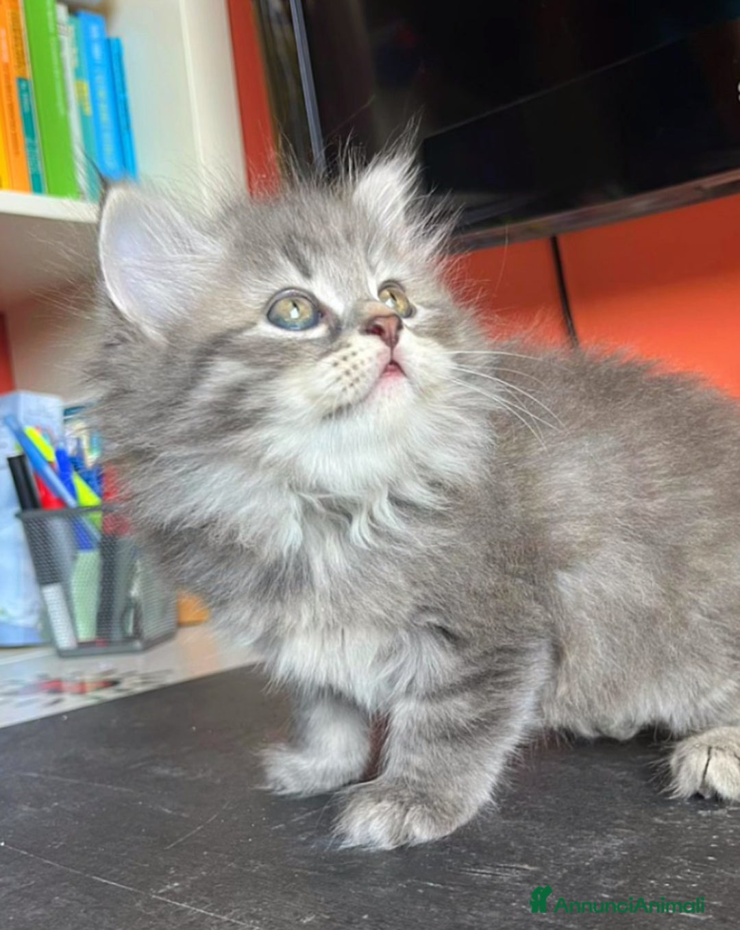 Siberiano gatti in vendita: Gatti siberiani  a Provincia di Biella - Immagine 3