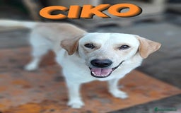 Labrador cani in regalo: Una famiglia per Ciko  a Provincia di Savona - Immagine 8