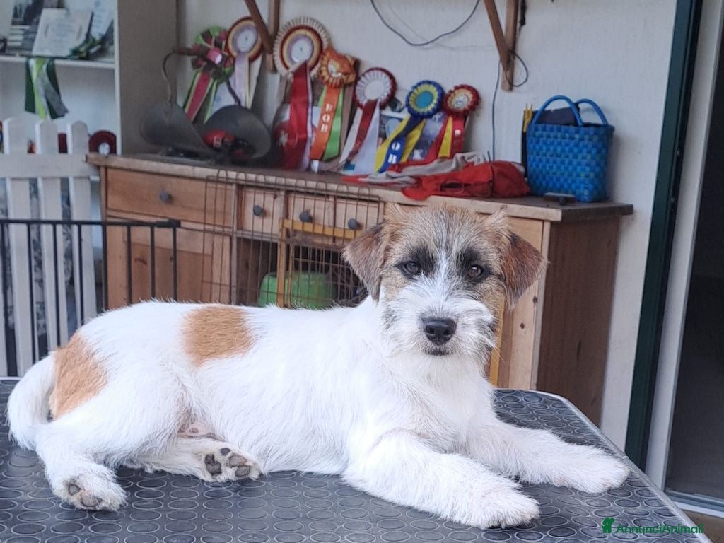 Jack Russell cani Cuccioli Jack Russell ruvido - Annuncio 2