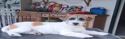Jack Russell cani in vendita: Cuccioli Jack Russell ruvido - Annuncio 2