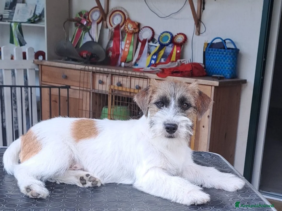 Jack Russell cani in vendita: Cuccioli Jack Russell ruvido - Annuncio 2