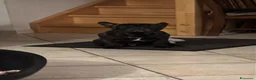 Bulldog Francese cani per accoppiamento: Otto bullo - Annuncio 5