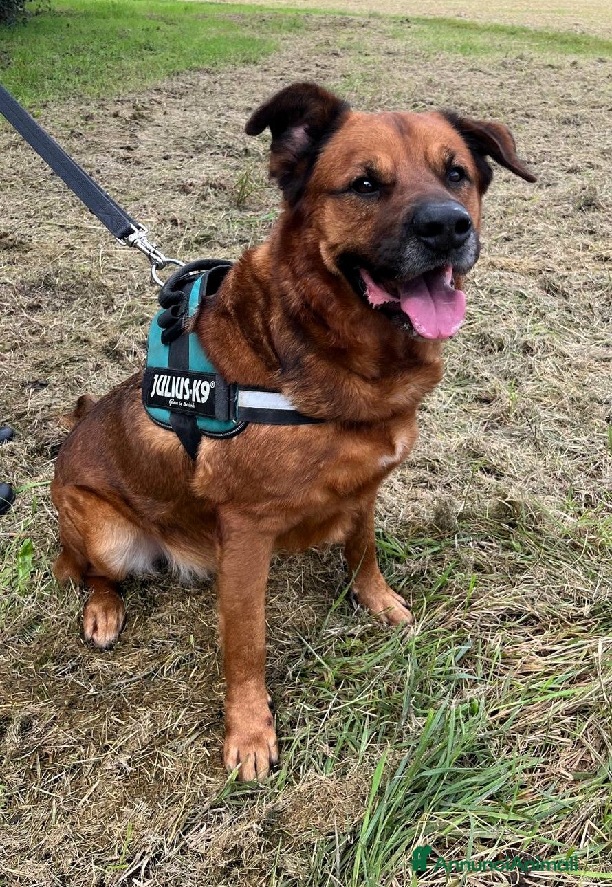 Meticcio cani in regalo: JONAS CAGNONE PIU' CHE BUONINO - Annuncio 4