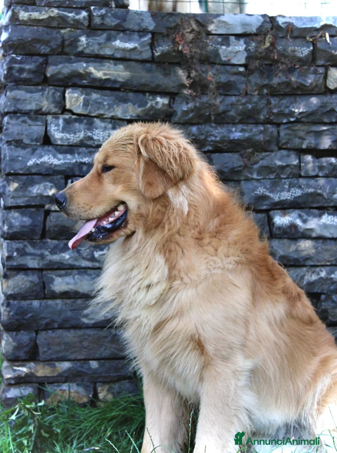 Golden Retriever cani in vendita: Cucciolata 100% americana  - Annuncio 15